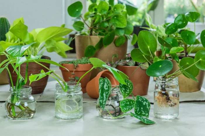 Pflanzen vermehren in Gläsern